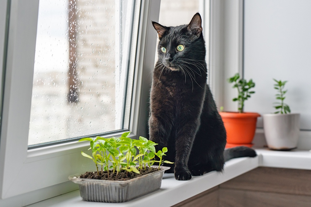 Черный кот перед рассадой